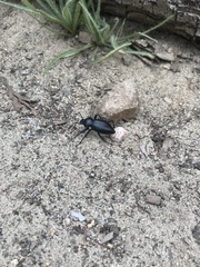 Coelocnemis dilaticollis