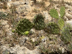 Opuntia caracassana
