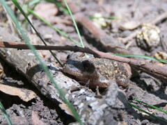 Scinax granulatus