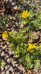 Senecio vernalis