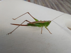 Conocephalus bilineatus