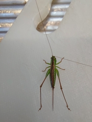 Conocephalus bilineatus