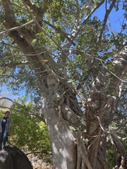 Ficus petiolaris palmeri