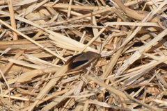 Chlorochroa osborni