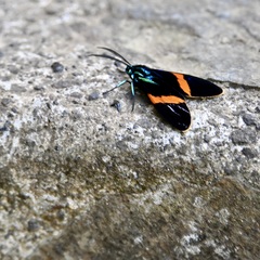 Cyanopepla panamensis