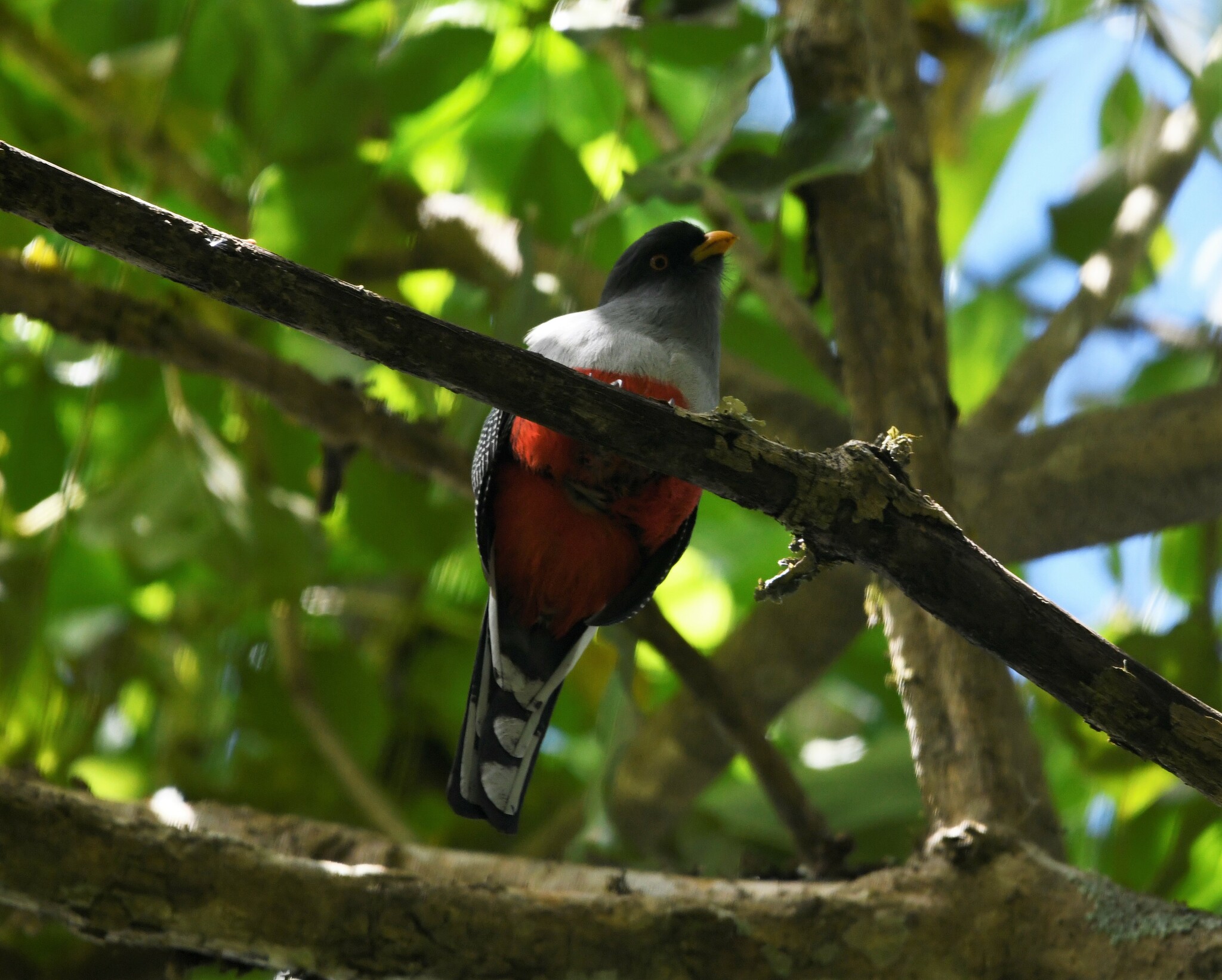 Hispaniolan Trogon (Priotelus roseigaster), photo 7