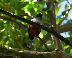 Priotelus roseigaster