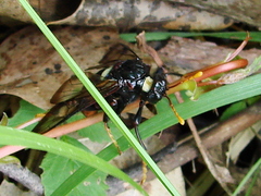 Cimbex americanus