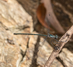 Austroargiolestes icteromelas