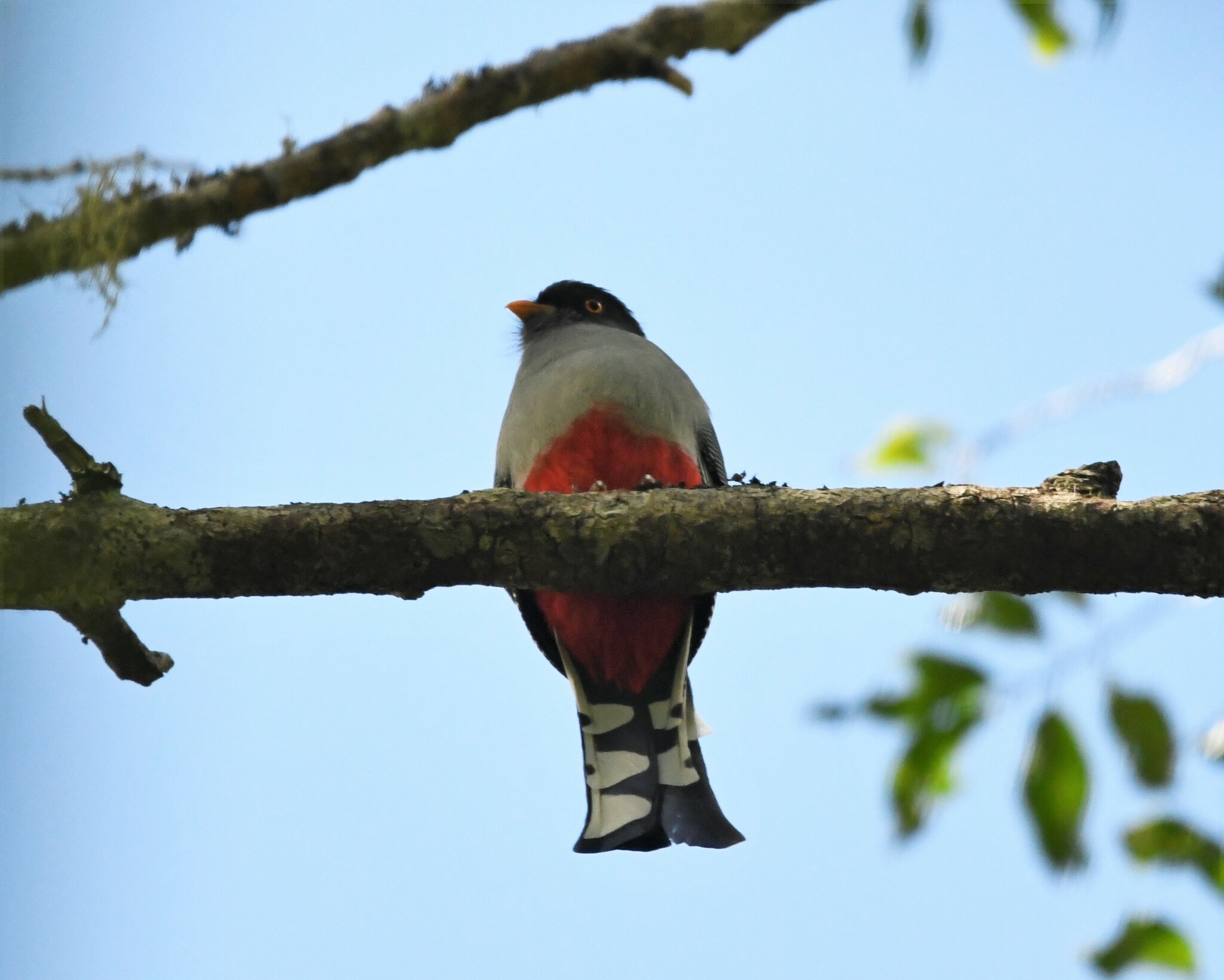 Hispaniolan Trogon (Priotelus roseigaster), photo 8