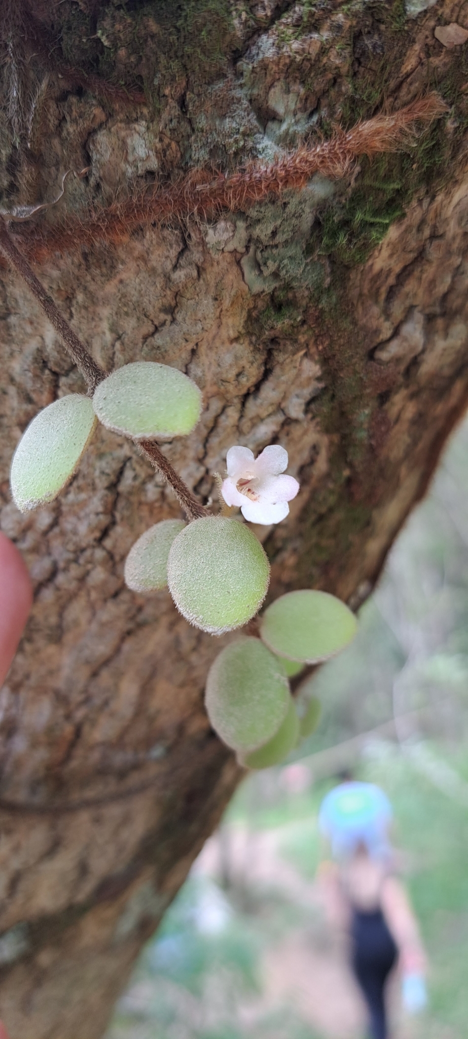 Codonanthe devosiana