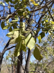 Zanthoxylum arborescens