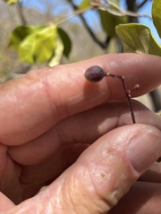 Zanthoxylum arborescens