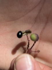 Zanthoxylum arborescens