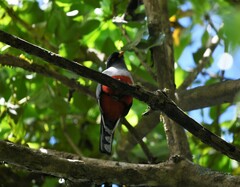 Priotelus roseigaster