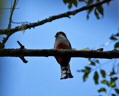 Priotelus roseigaster
