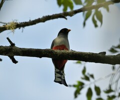 Priotelus roseigaster