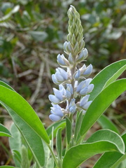 Lupinus cumulicola