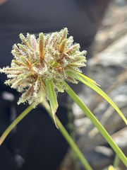 Cyperus squarrosus