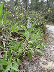 Lupinus cumulicola