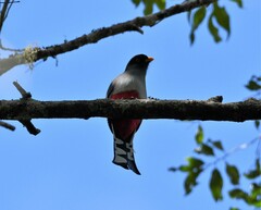 Priotelus roseigaster