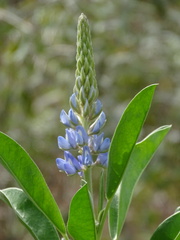 Lupinus cumulicola