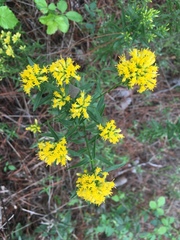 Solidago nitida
