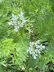 Scandix pecten-veneris