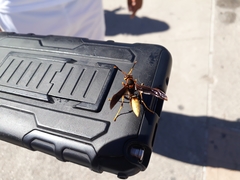 Polistes comanchus navajoe