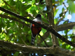 Priotelus roseigaster