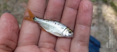 Astyanax panamensis