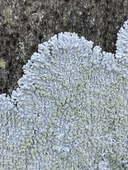 Physcia americana