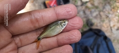 Astyanax panamensis