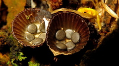 Cyathus