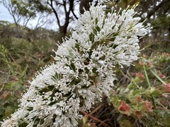 Hakea ruscifolia