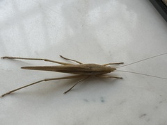 Euconocephalus nasutus