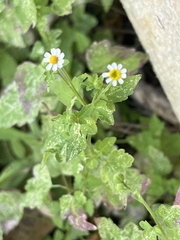 Perityle microglossa