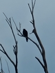 Falco longipennis