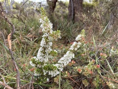 Hakea ruscifolia