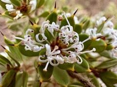 Hakea ruscifolia