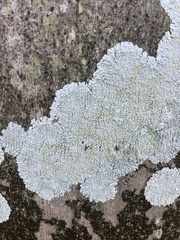 Physcia americana