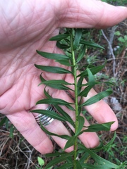 Solidago nitida