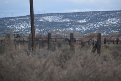 Zonotrichia leucophrys
