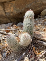 Mammillaria phitauiana