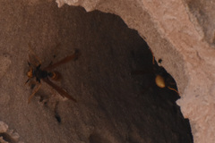 Polistes comanchus