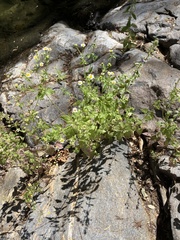 Perityle microglossa