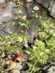 Perityle microglossa