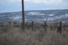 Zonotrichia leucophrys