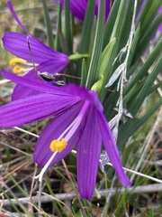 Olsynium douglasii