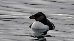 Fratercula corniculata